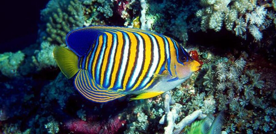 VR技術(shù)，虛擬現(xiàn)實